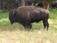 Bison